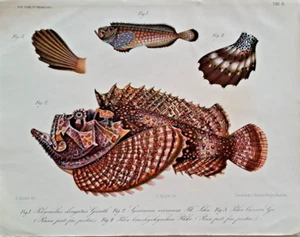 Pieter Bleeker Steinfische II Chromolithographie um 1865 Fische Ichthyologie - Bild 1 von 8