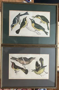 1866 US BIRDS HAND COLOURED ENGRAVINGS WITH ENGLISH & WELSH TITLES ? VERY RARE - Picture 1 of 3