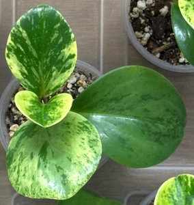 Peperomia Variegated Baby Rubber Plant | Live Plant | 4” Nursery Pot - Picture 1 of 3