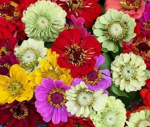ZINNIA PUMILA MIXED COLORS Zinnia Elegans - 25,000 Bulk Seeds - Afbeelding 1 van 1