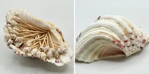 Natural Bear Paw Clam Shell Seashell 5.5" & 40 Seashell Hors D'oeuvre Picks - Picture 1 of 18