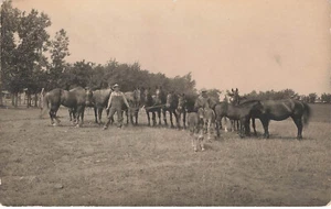 FARMERS IN PASTURE WITH SEVERAL HORSES c1910 VINTAGE RPPC POSTCARD 061025 U - Imagen 1 de 4