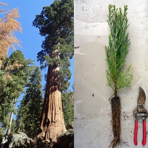 Giant Sequoia Live Tree Seedling - Popular for bosani Sequoiadendron giganteum - Picture 1 of 12