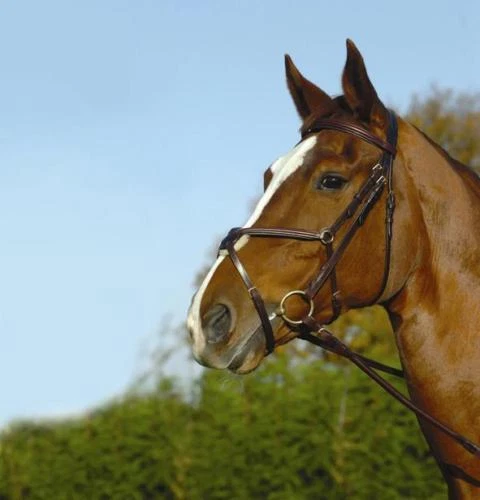 Dever Ascot Leder Grackle Trense erhöhtes Grackle Nasenband - zwei Farben