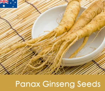 Now 40 Genuine Panax Ginseng Seeds Flower Root Seed Korean Plant Rare - Image 1 of 4