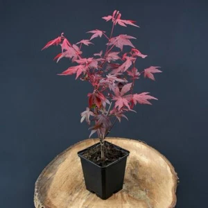 Acero rosso giapponese "Acer palmatum Fireglow" pianta in vaso 2 litri h 100/150 - Foto 1 di 5