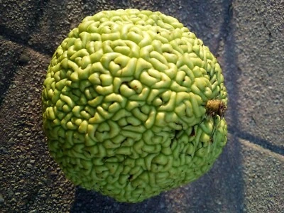 10 SEMILLAS NARANJO OSAGE Foto 1 de 3