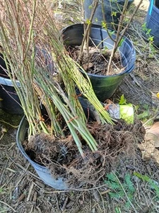 10 Acer Palmatum Seedlings Bareroot 4 Feet Tall 2XL Caliper - Picture 1 of 9