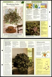 Wandering Sailor #30 Climbing Hanging Success With House Plants Fold-Out Card - Picture 1 of 1
