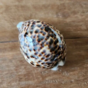 Conchas de vaquero de tigre de 3" - conchas artesanales - conchas a granel - Imagen 1 de 4