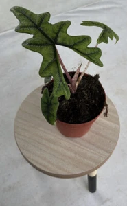 Alocasia Jacklyn, Trending, Fuzzy Leaves 6”Pot - Picture 1 of 1