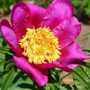 Paeonia anomala 5 Stück frische Samen, Pfingstrosensamen, mehrjährige Pfingstrose, Blumensamen - Bild 1 von 7