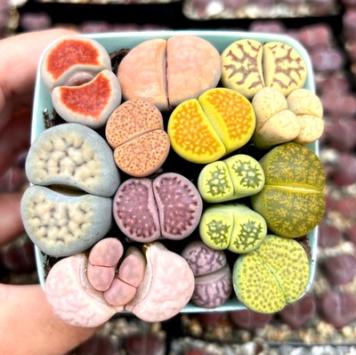 Mezcla de semillas Lithop de 30 semillas para plantar, mini plántulas suculentas coloridas Foto 1 de 4