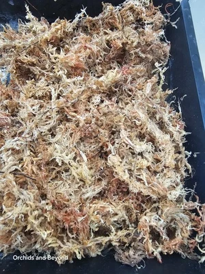 Sphagnum Moss- Very High Quality - Image 1 of 4