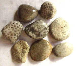 8 Unpolished Michigan Petoskey Stone - Devonian Coral Fossil - 3.75+lb - 1.76Kg - Picture 1 of 2
