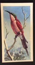 (A02) BROOKE BOND TEA “TROPICAL BIRDS” 17 Southern Carmine Bee-Eater