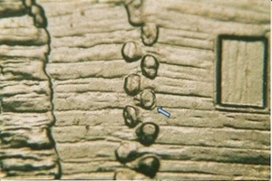 2009 P EC WDDR-021 Lincoln Cent Early Childhood Log Cabin Birthplace Doubled Die - Picture 1 of 3