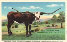 Postcard TX San Antonio Long Horn Steer Buckhorn Curio Linen Vintage PC G4771