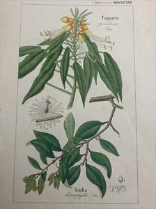 DIETRICH, David Nathaniel Friedrich: Flora Universalis 1831-1861.Capparis - Bild 1 von 8