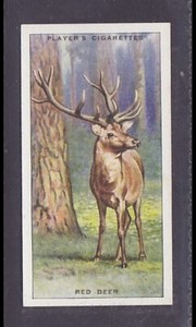 RED DEER - 80 + year old English Tobacco Card # 35