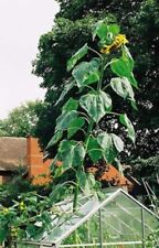 25+ Skyscraper Sunflower Seeds -- Heirloom  --- NON GMO --- FRESH