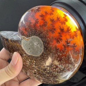 13.4cm/535grams Polished Ammonite Fossil Specimen, Madagascar #66 - Picture 1 of 9