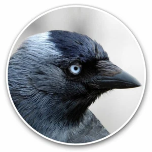 2 x Vinyl Aufkleber 30 cm - Dohle Vogel schwarz Vogel cooles Geschenk #21727 - Bild 1 von 9