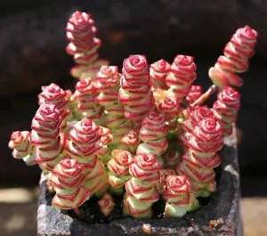 Crassula ‘Baby’s Necklace’ 🌹 Cutting 1cm Succulent - Picture 1 of 4