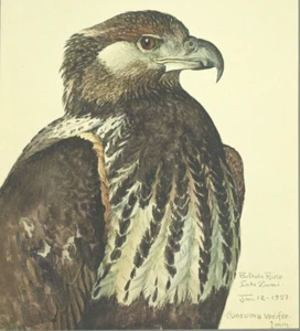 1930 Louis Fuertes Unreifer Afrikanischer Seeadler Druck Brücke Sonderveröffentlichung - Bild 1 von 8