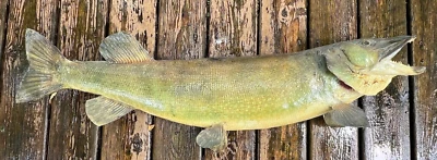Vintage Real Skin 37" Muskie Northern Pike Fish Taxidermy Wall Mount Wisconsin - Image 1 of 4