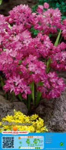 @ (◕‿◕)\\@ Allium oreophilum 5 Blumenzwiebeln - Bild 1 von 1