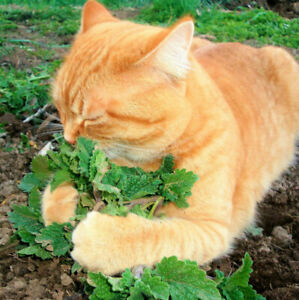 Fresh Catnip Seeds |For Planting Cat Toy Catnips Catmint Catswort Herb Seed 2022