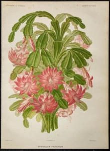 1886 - Kaktus Weihnachten (Schlumbergera truncata) - Botanik, Brettfarben - Bild 1 von 3
