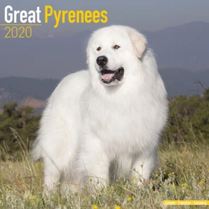 Calendrier 2020 / Kalender /calendario 2020 /Berger des PYRENEES /Great Pyrenees - Imagen 1 de 3