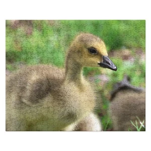 Baby Gans 520 Teile Puzzle | Original Vogelfotografie | von Bird.Fan - Bild 1 von 6