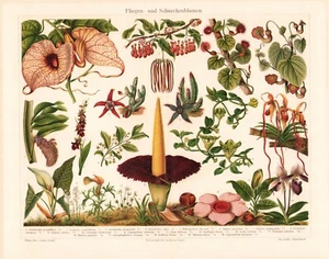 c1900 #3 DAINTY WILD FLOWERS & FLOWERING PLANTS CHROMOLITHOGRAPH @10x13 - Picture 1 of 2