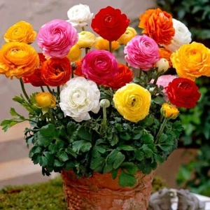 1 Pack 100 Colorful Ranunculus Seeds Ranunculus asiaticus Persian Buttercup S080 - Picture 1 of 9
