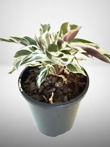 Calathea White Fusion Rare Houseplant with White, Green & Lavender Leaves - Picture 1 of 6