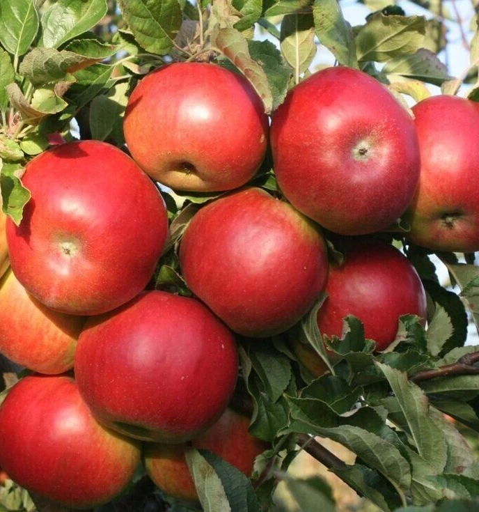 3 SEEDS Dwarf IDA RED English Apple IDARED Tree Seeds ORGANIC UK EU US Non-GMO - Image 1 of 1