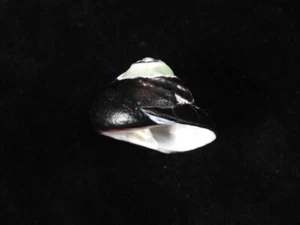 Sea Shell Tegula atra 40mm ID#8100 - Picture 1 of 3