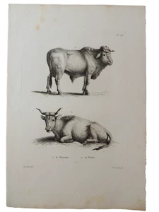 Gravure sur cuivre de Huet XVIIIe. Le Taureau, la vache - Imagen 1 de 1