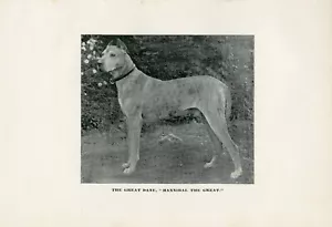 GREAT DANE NAMED DOG OLD ANTIQUE 1893 DOG PRINT - Foto 1 di 1
