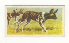 #24 Brooke Bond Wildlife Tea Card 1962 African Hunting Dog
