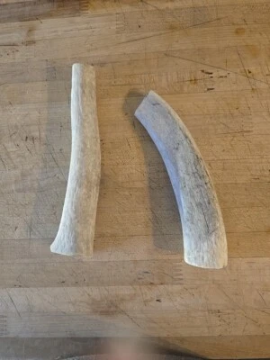 2 6-7" WHOLE SUN FADED ELK ANTLERS 4 DOG CHEW  - Image 1 of 3