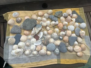 Muschel Deko Mix Meeresschnecken Dekomuscheln Steine farbig Ca 2kg - Bild 1 von 2