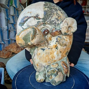Caracola fósil de amonita natural grande 29,59 lb espécimen de cristal curación - Imagen 1 de 10