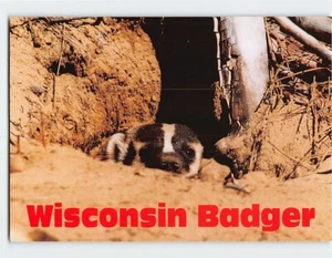 Postal Wiscon Badger EE. UU. - Imagen 1 de 2