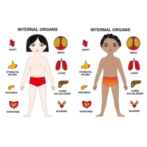 Wooden Puzzles Learning Human Body Parts Anatomy Skeleton Gift Toys for Boy Girl - Picture 1 of 10