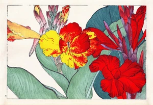 Canna - Bild 1 von 3