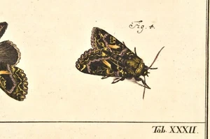 Rösel von Rosenhof Original 1746 Altkolorit Papilionum Nocturnorum Motte Falter - Picture 1 of 4